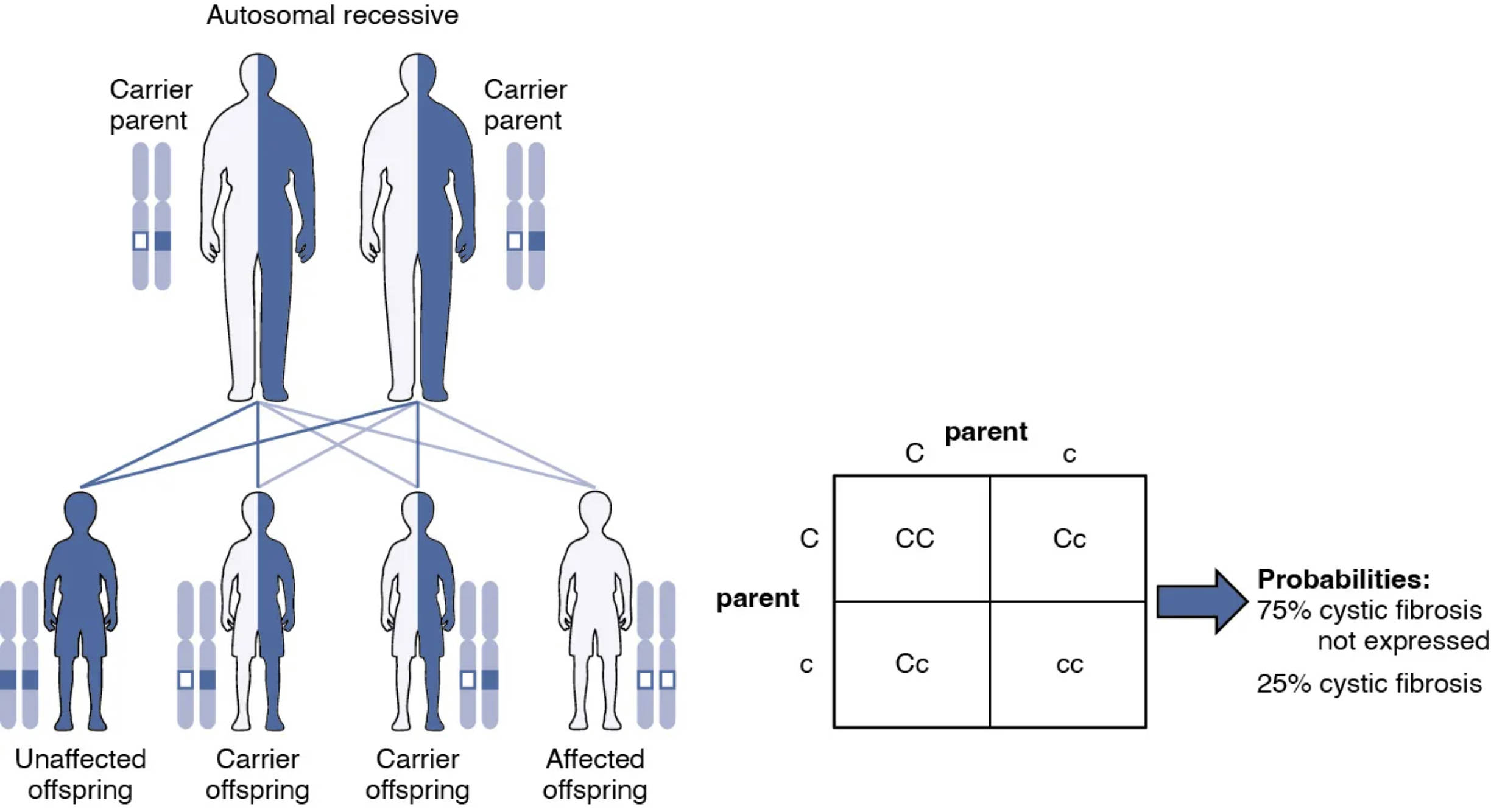 Autosomal Recessive Inheritance Genetic Transmission from Carrier Parents