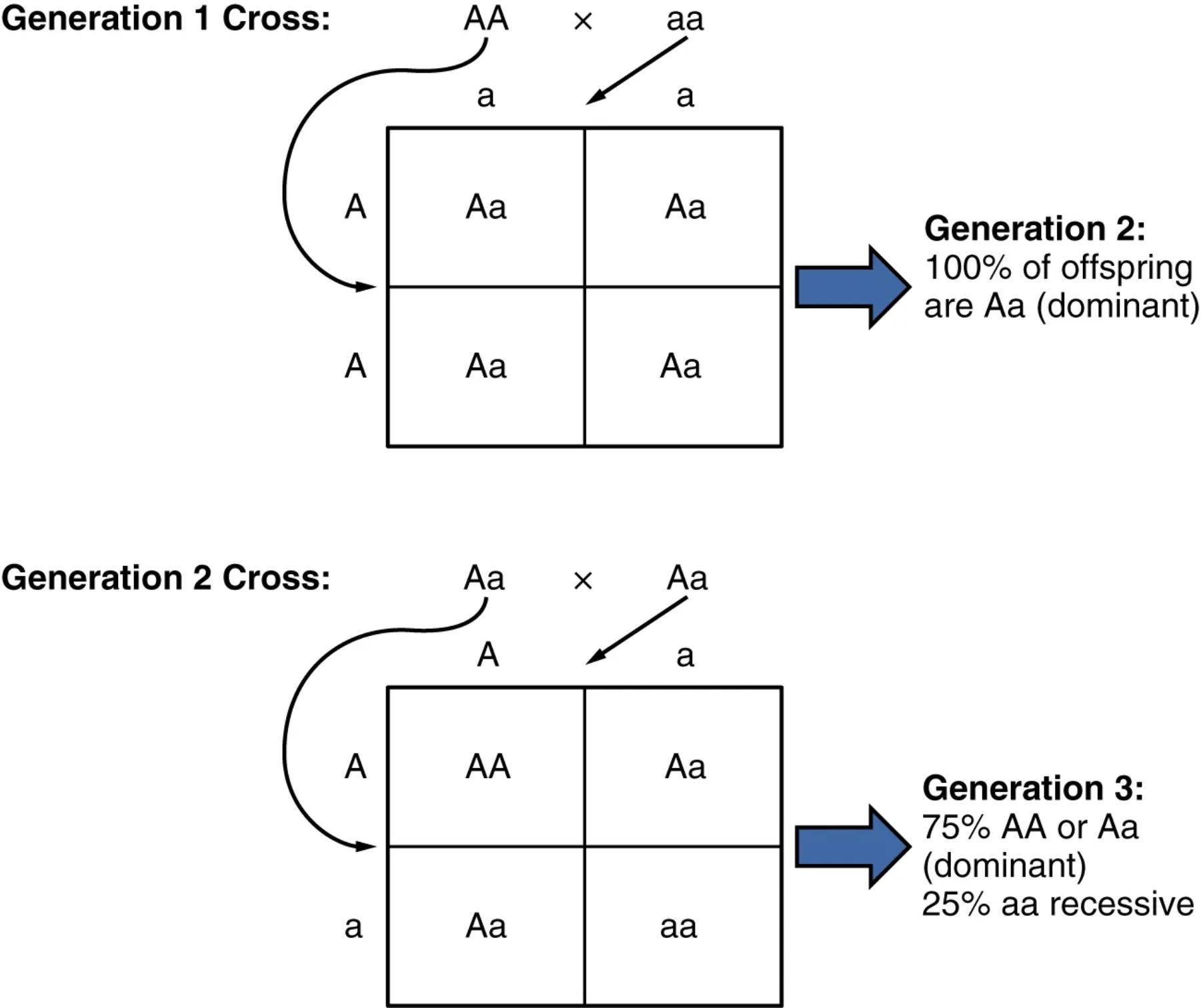 Mendelian Inheritance: Random Segregation and Punnett Squares