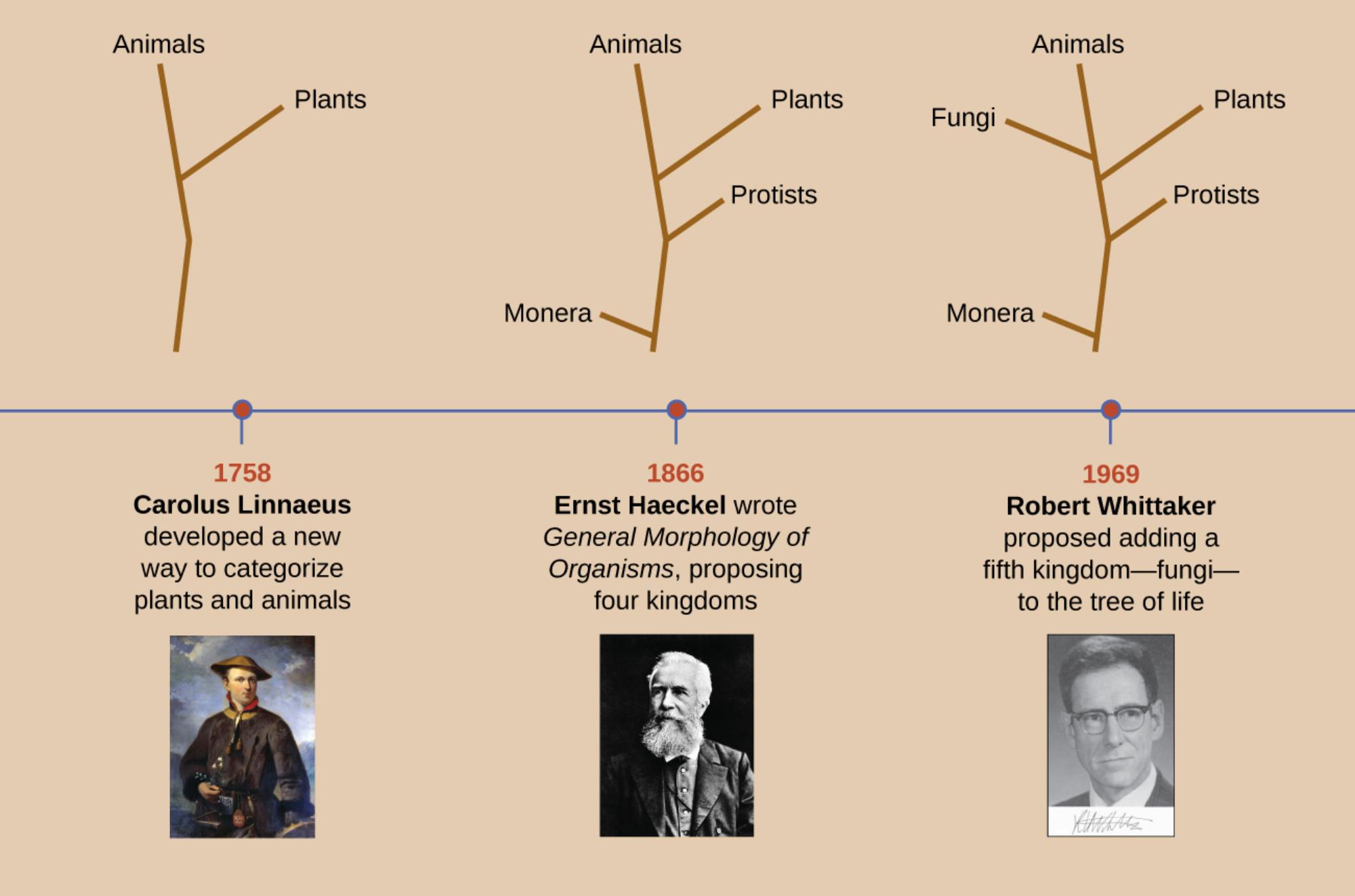 The Evolution of Biological Classification: A Timeline of the Tree of Life