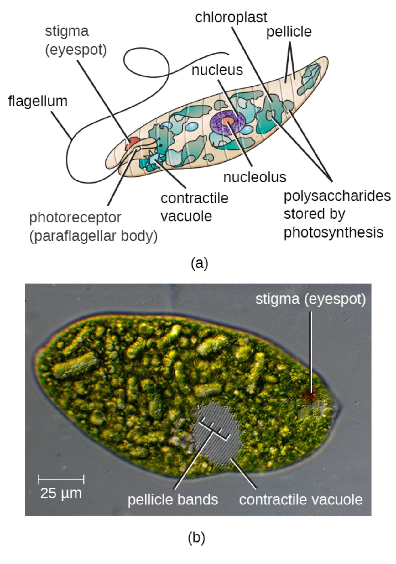 Euglena Structure and Microscopic View: Mixotrophic Protist Biology