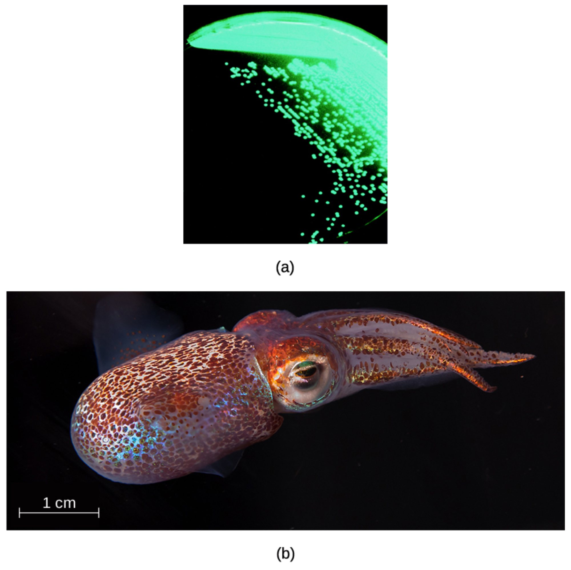Understanding Symbiosis: Aliivibrio fischeri and the Hawaiian Bobtail Squid