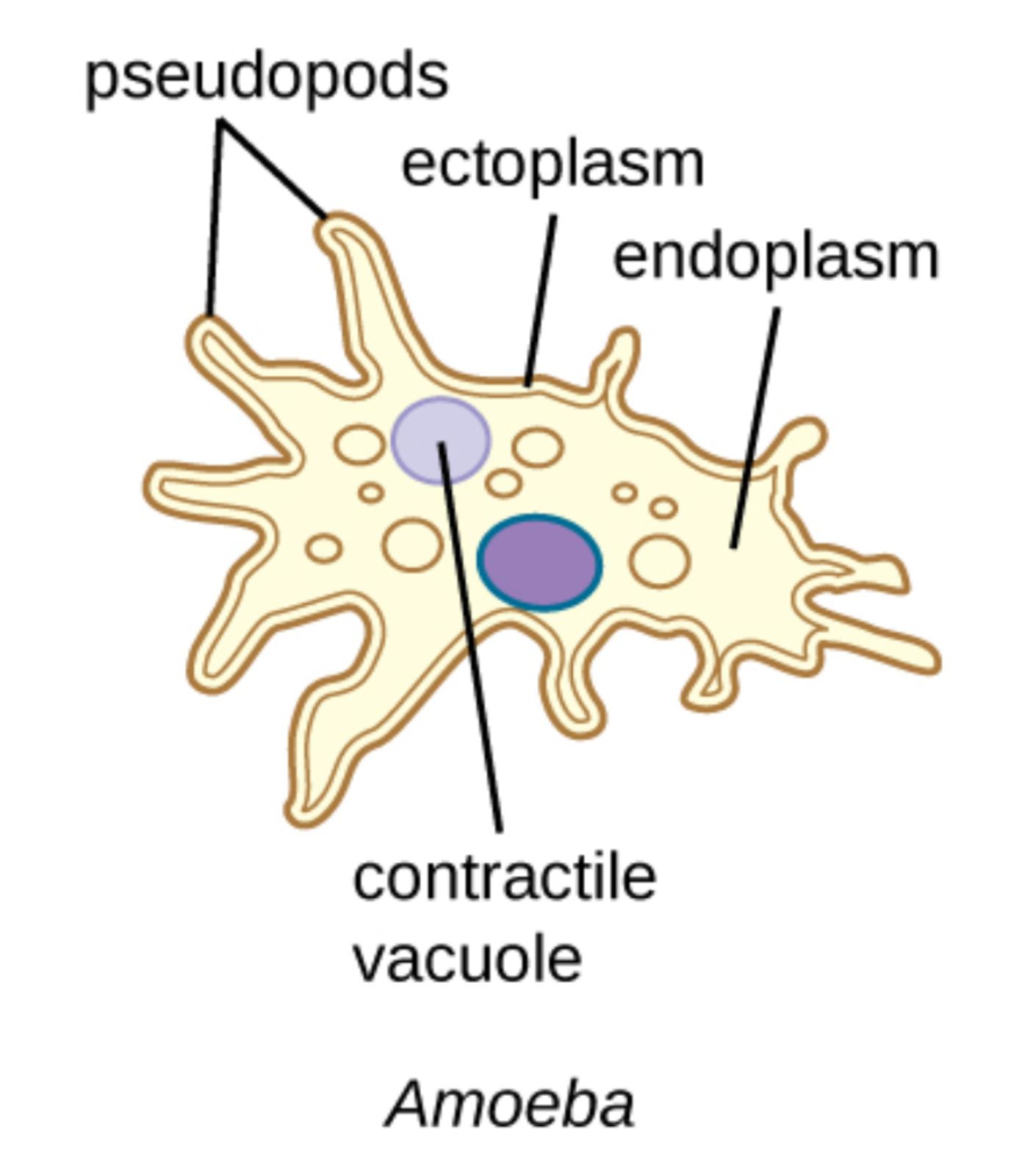 Anatomy and Biological Functions of Amoeba Species