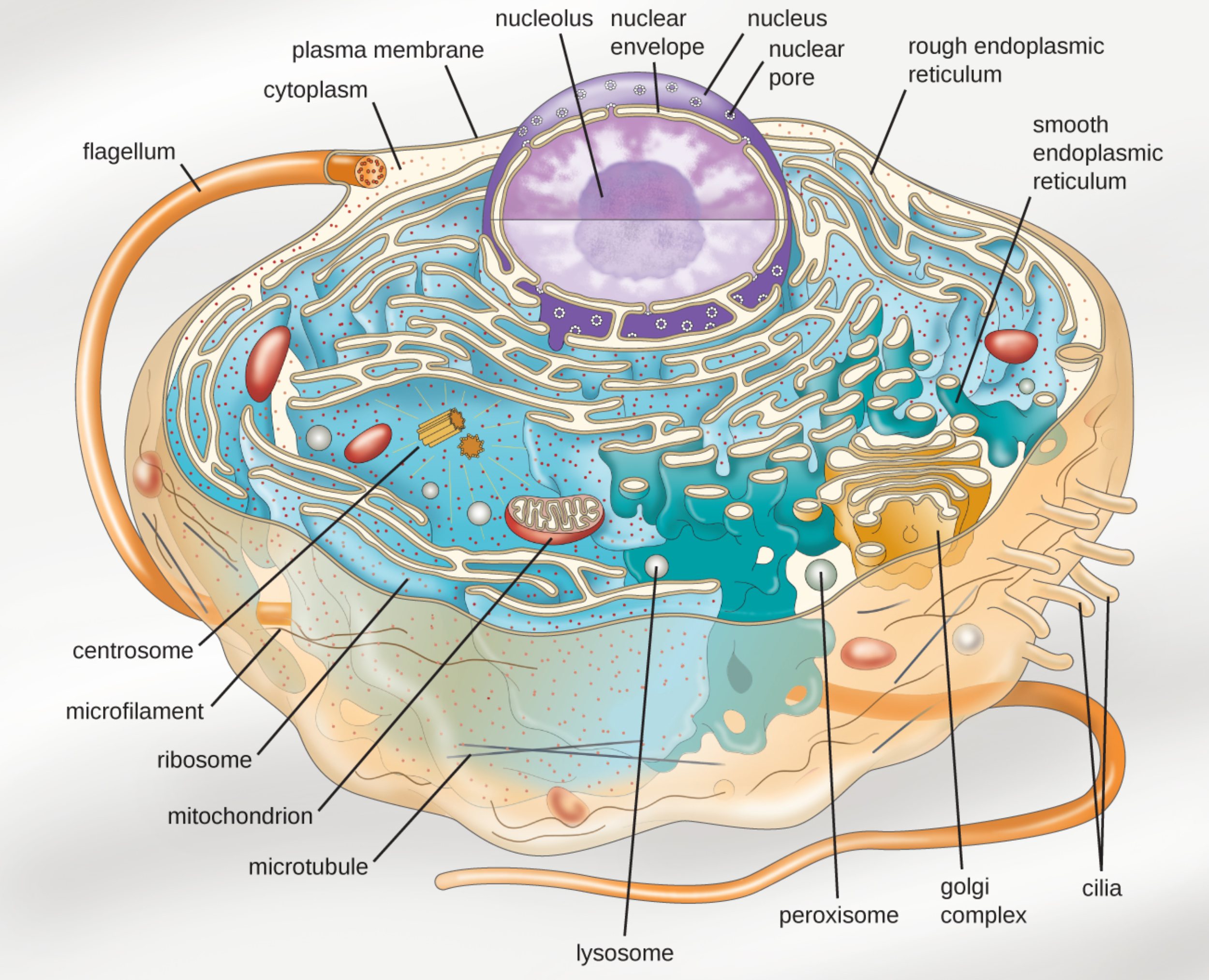 Understanding Eukaryotic Cell Structure: A Comprehensive Guide to Cellular Anatomy and Physiology