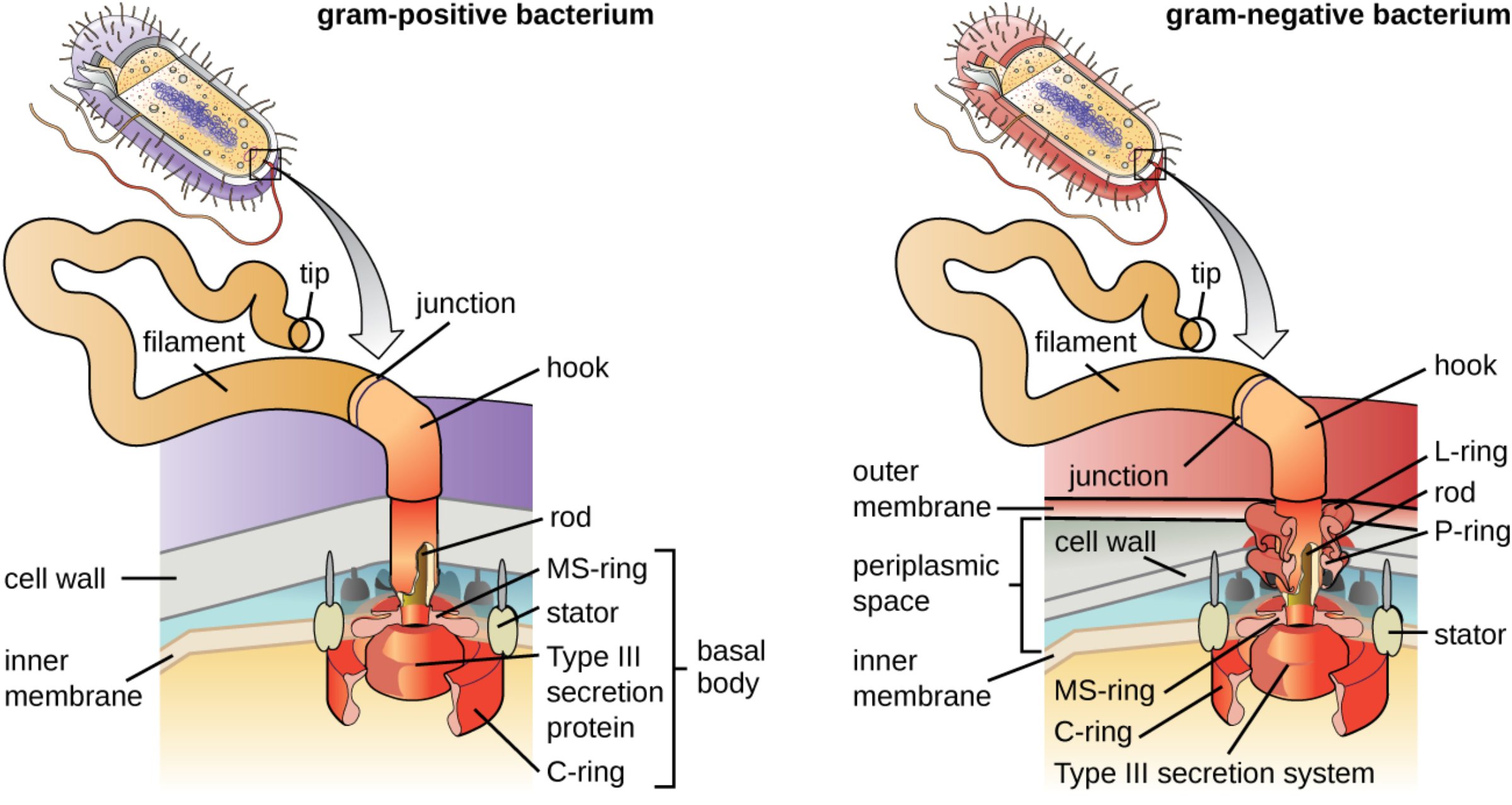 Bacterial Flagellum Anatomy: Exploring Microbial Motility and Structural Complexity