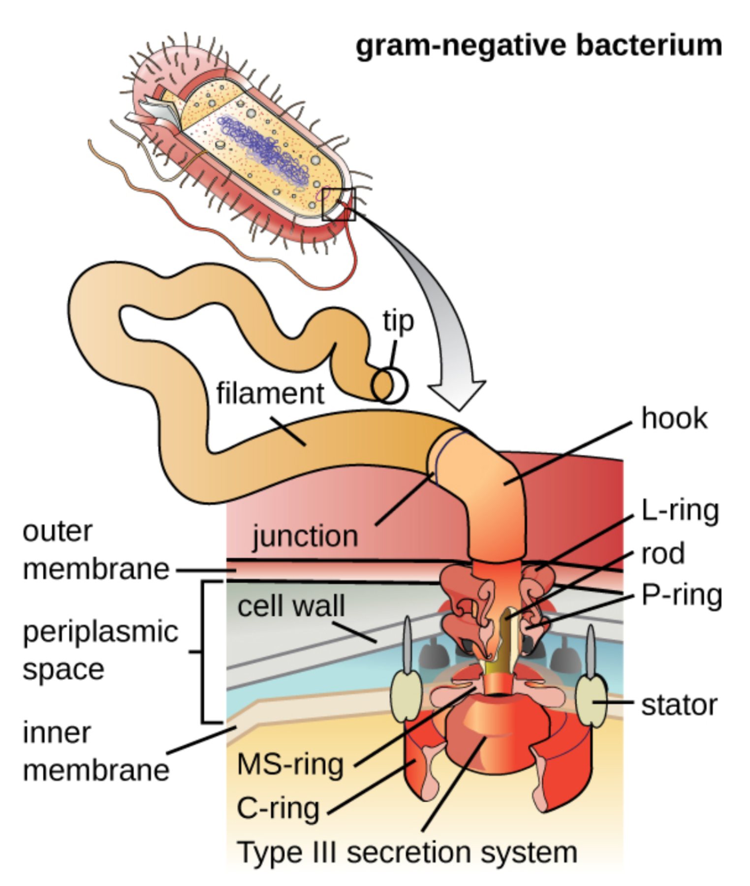 The Structural Engineering of Gram-Negative Bacterial Flagella