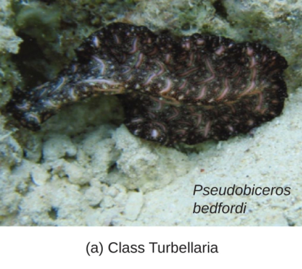 Class Turbellaria: Insights into Pseudobiceros bedfordi and Flatworm Biology