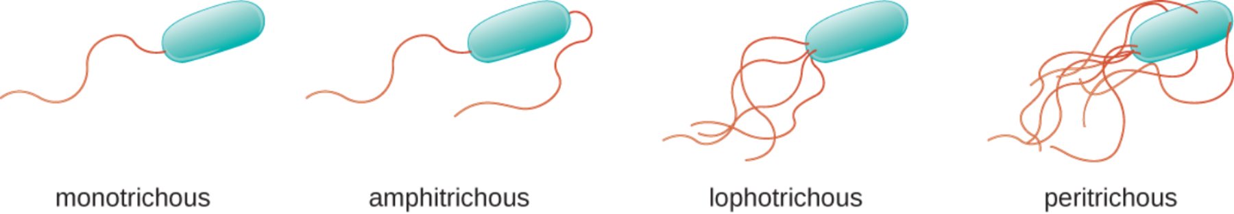 Bacterial Flagellar Arrangements: Understanding Microbial Motility Patterns