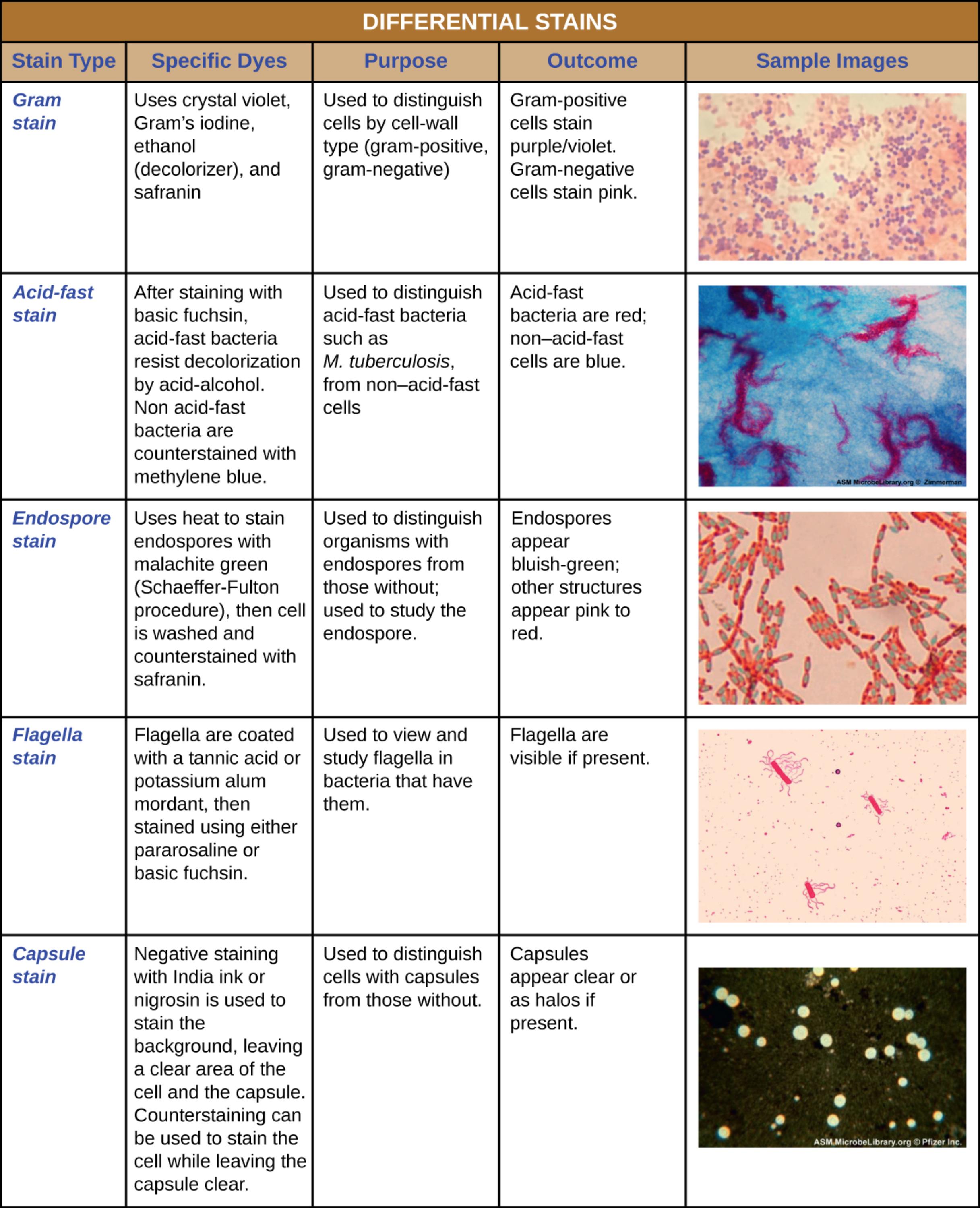 A Comprehensive Guide to Differential Stains in Medical Microbiology