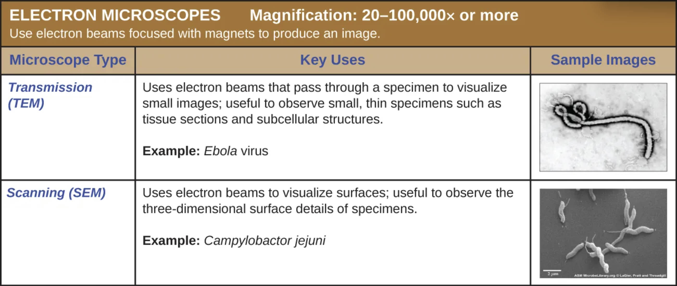 Electron Microscopy Explained: TEM vs. SEM in Medical Imaging and Diagnosis