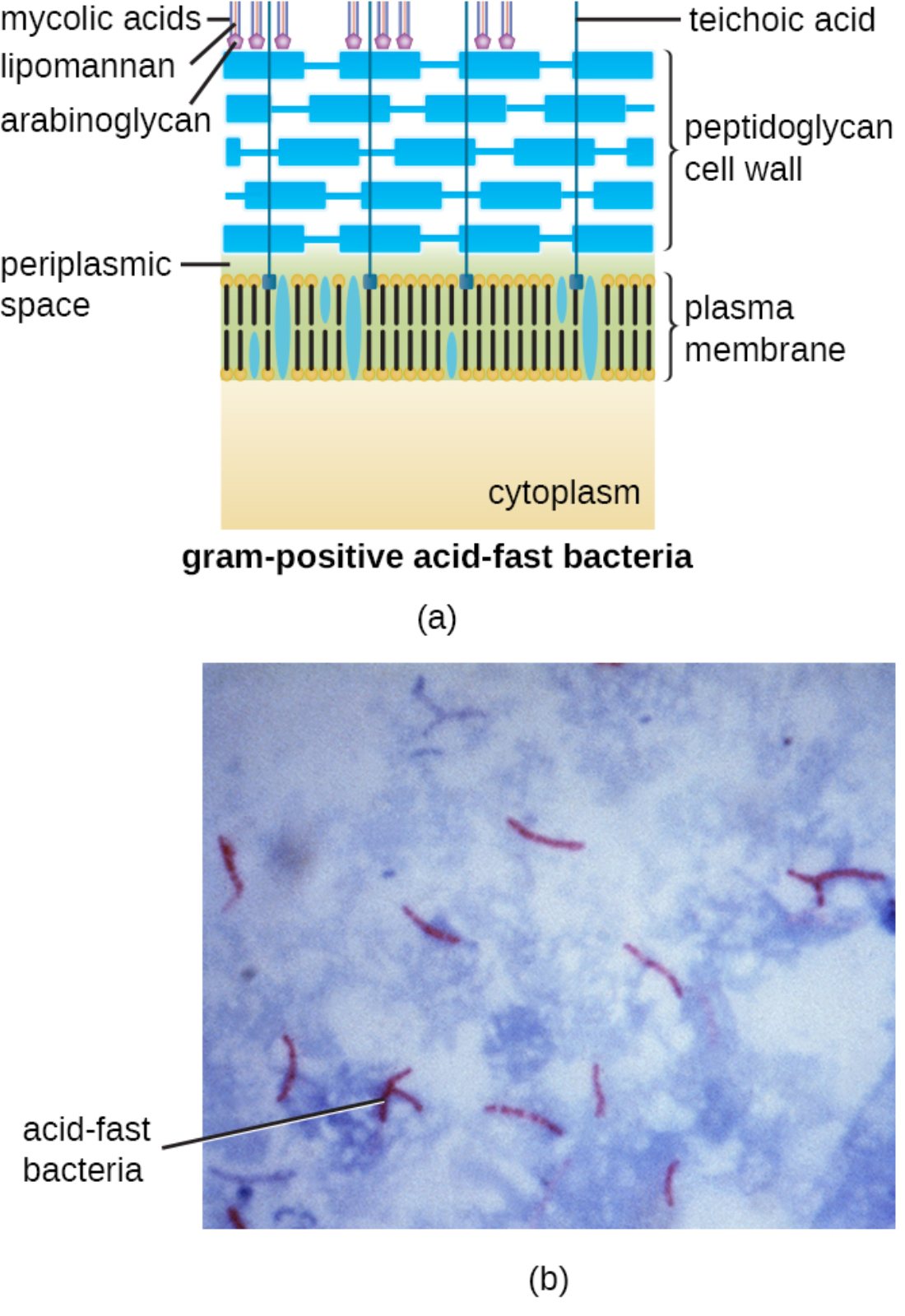 Understanding Acid-Fast Bacteria: Structure, Pathogenesis, and Clinical Staining