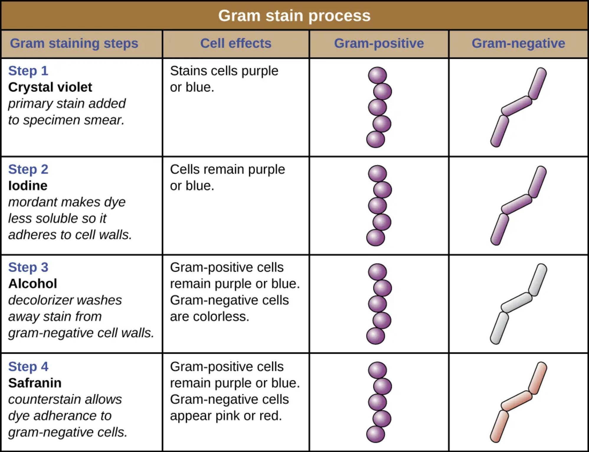 The Gram Stain Process: A Step-by-Step Guide to Bacterial Identification