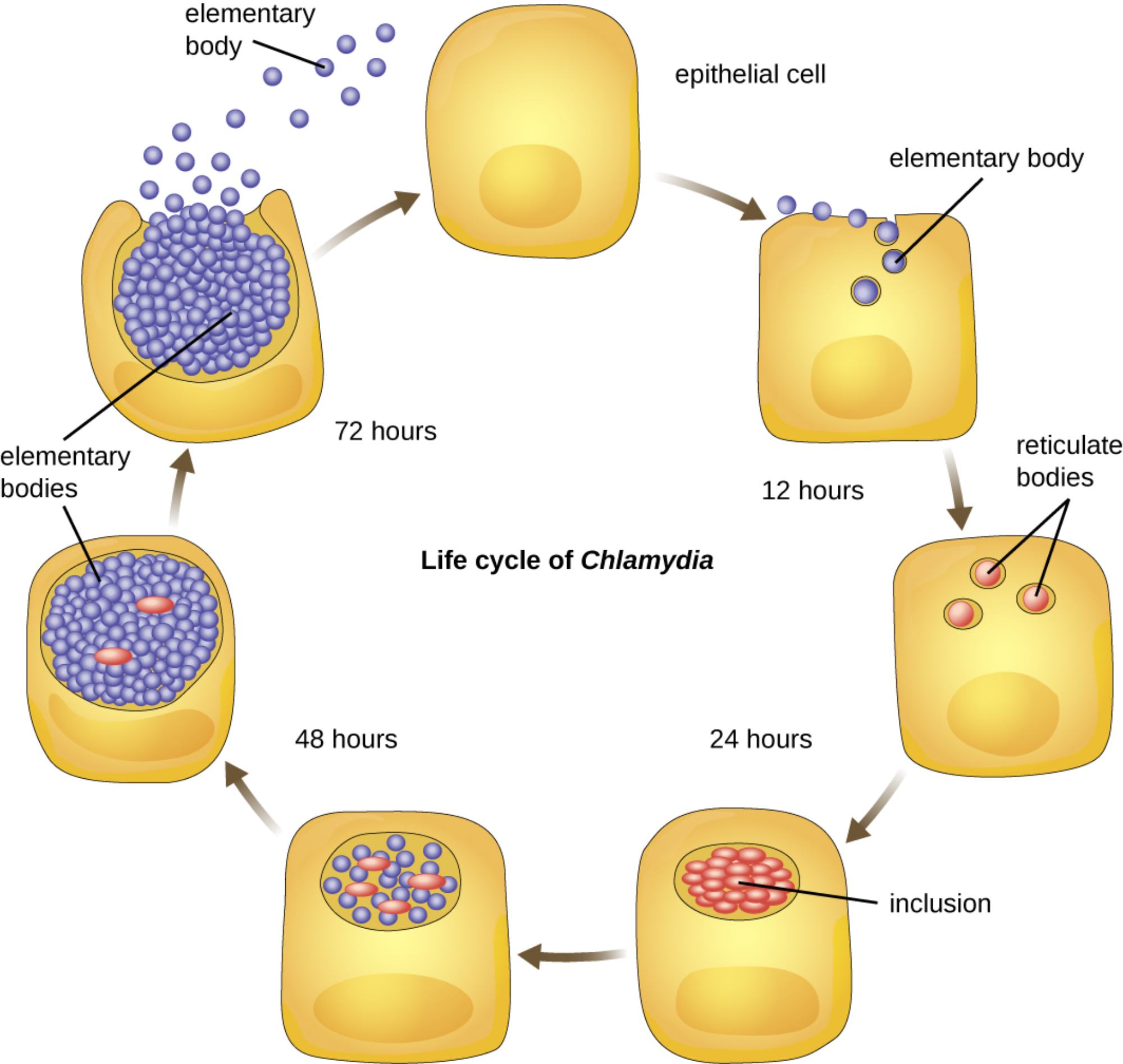 The Life Cycle of Chlamydia: A Biphasic Strategy for Intracellular Pathogenesis