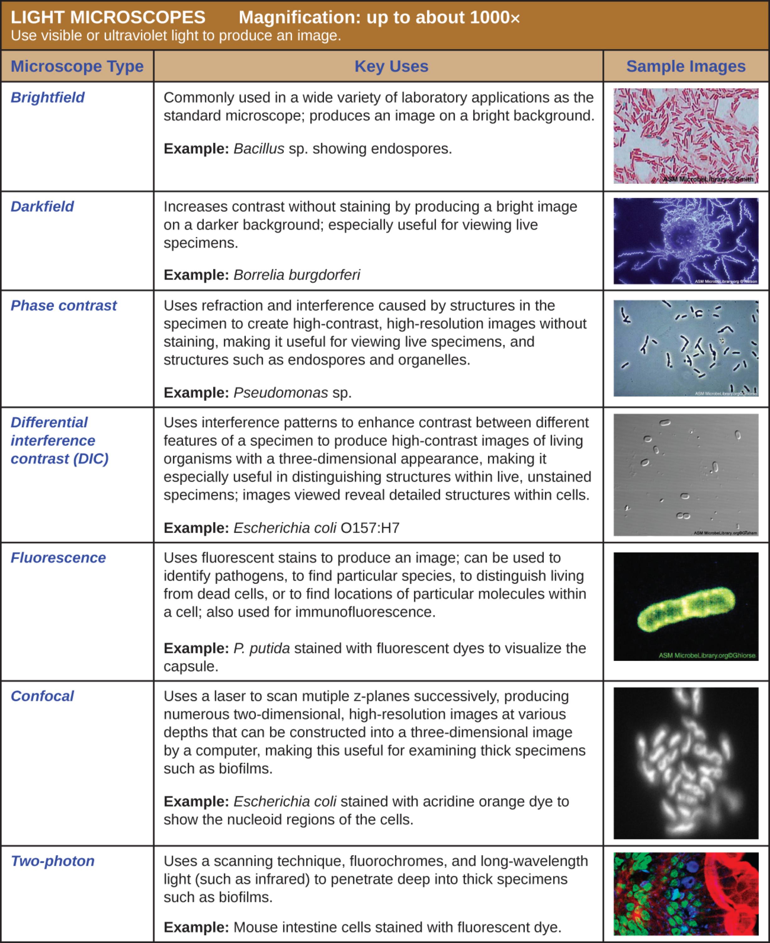 Comprehensive Guide to Light Microscopy: Techniques and Medical Applications