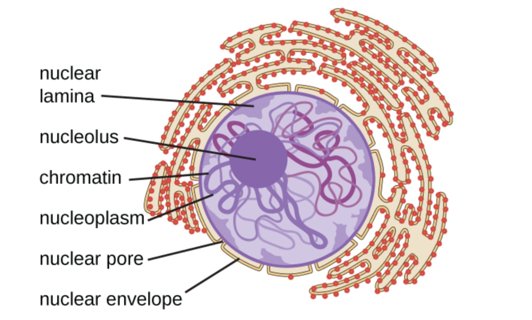 Understanding the Nucleolus: Structure, Function, and the Architecture of the Cellular Control Center