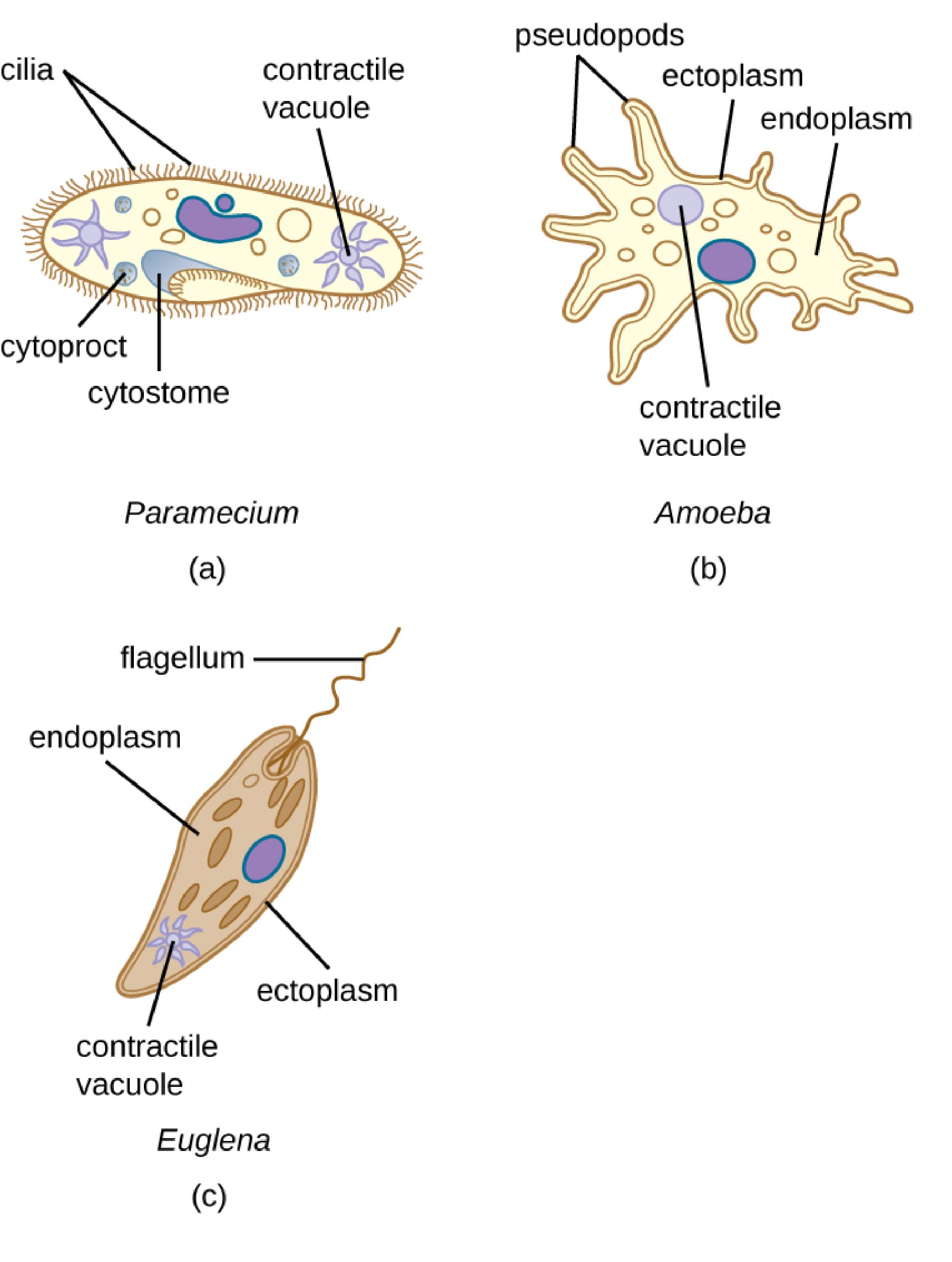 Morphology and Structure of Protozoa: Comparing Amoeba, Paramecium, and Euglena