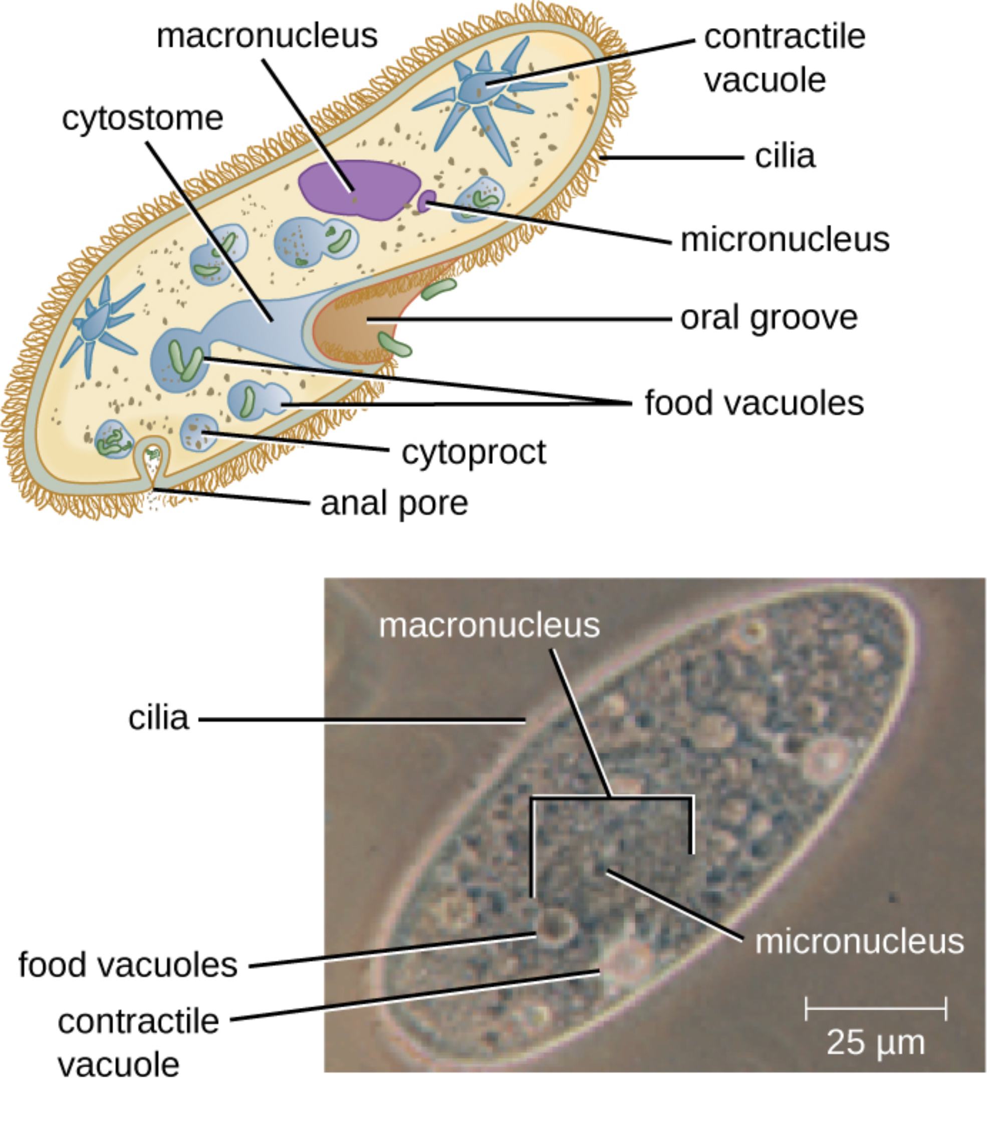 Paramecium Structure and Microscopic View: A Classic Model Organism