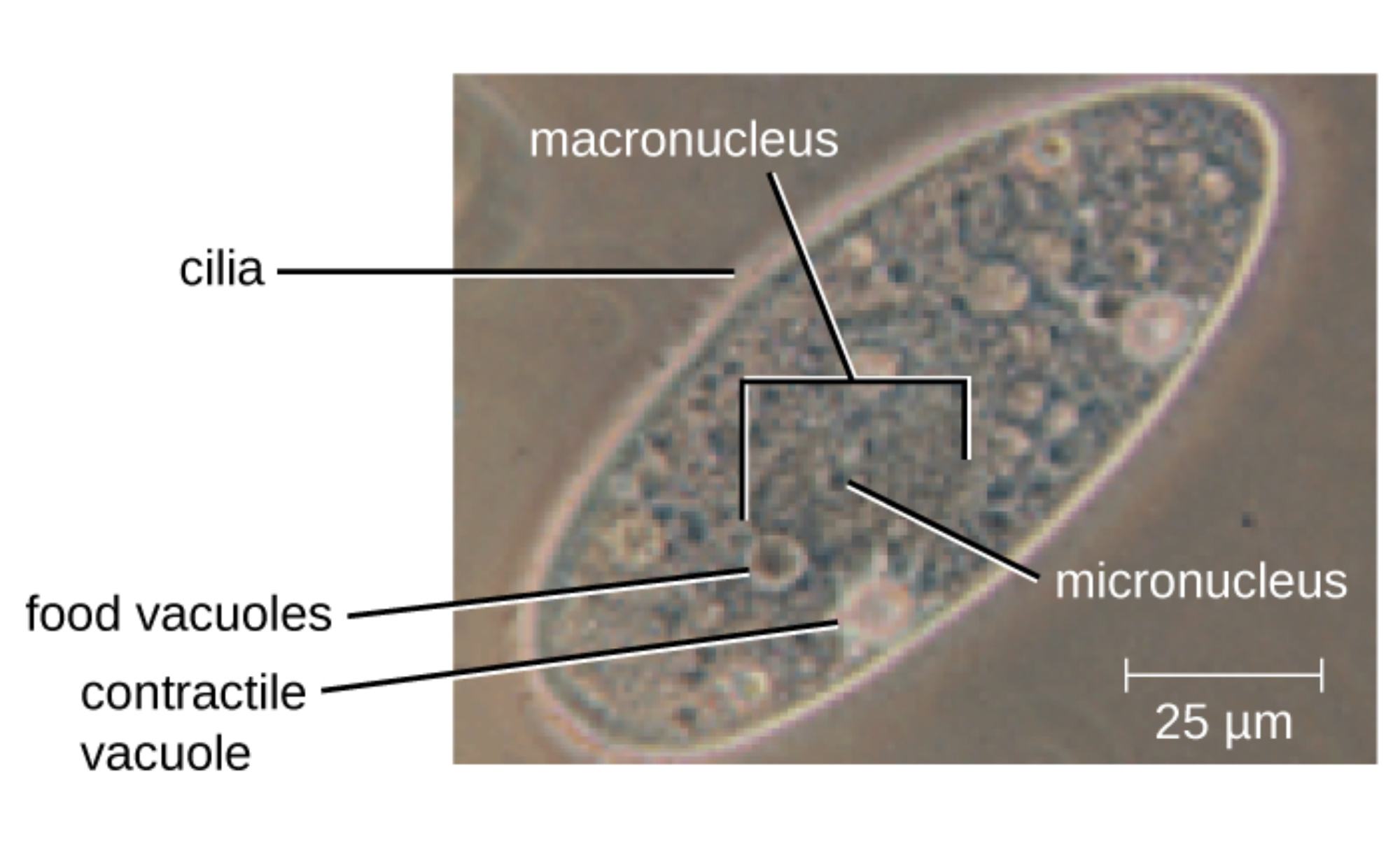 Paramecium Under Microscope: Live View of Ciliate Structure and Function