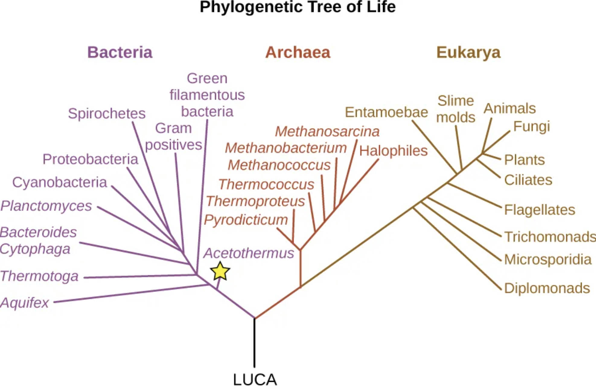 Phylogenetic Tree of Life: Domains Bacteria, Archaea, and Eukarya