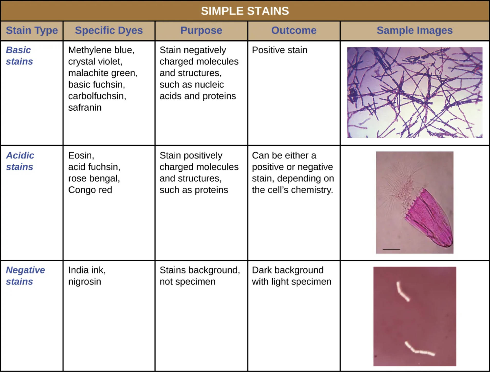 Microbiology Guide: Understanding Simple Stains, Dyes, and Their Diagnostic Utility