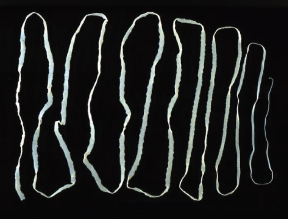 The Beef Tapeworm (Taenia Saginata): Morphology, Lifecycle, and Clinical Implications