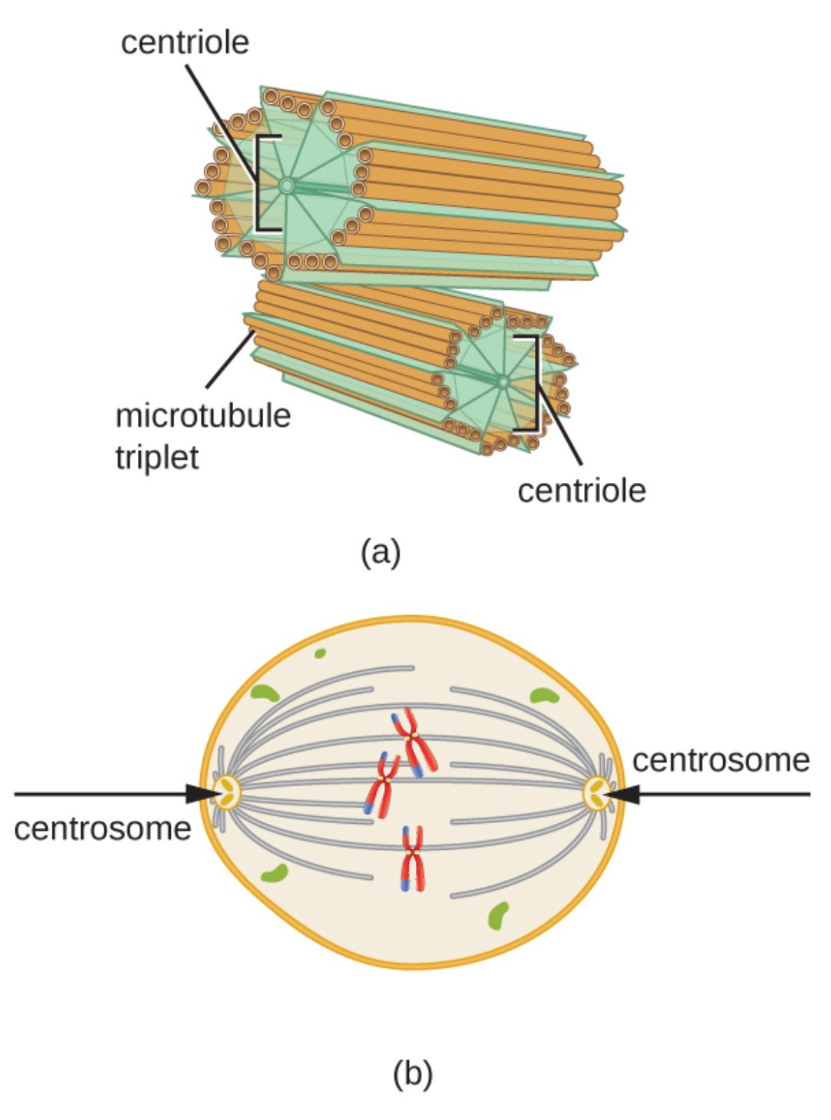 The Centrosome: Structure, Function, and Role in Cell Division