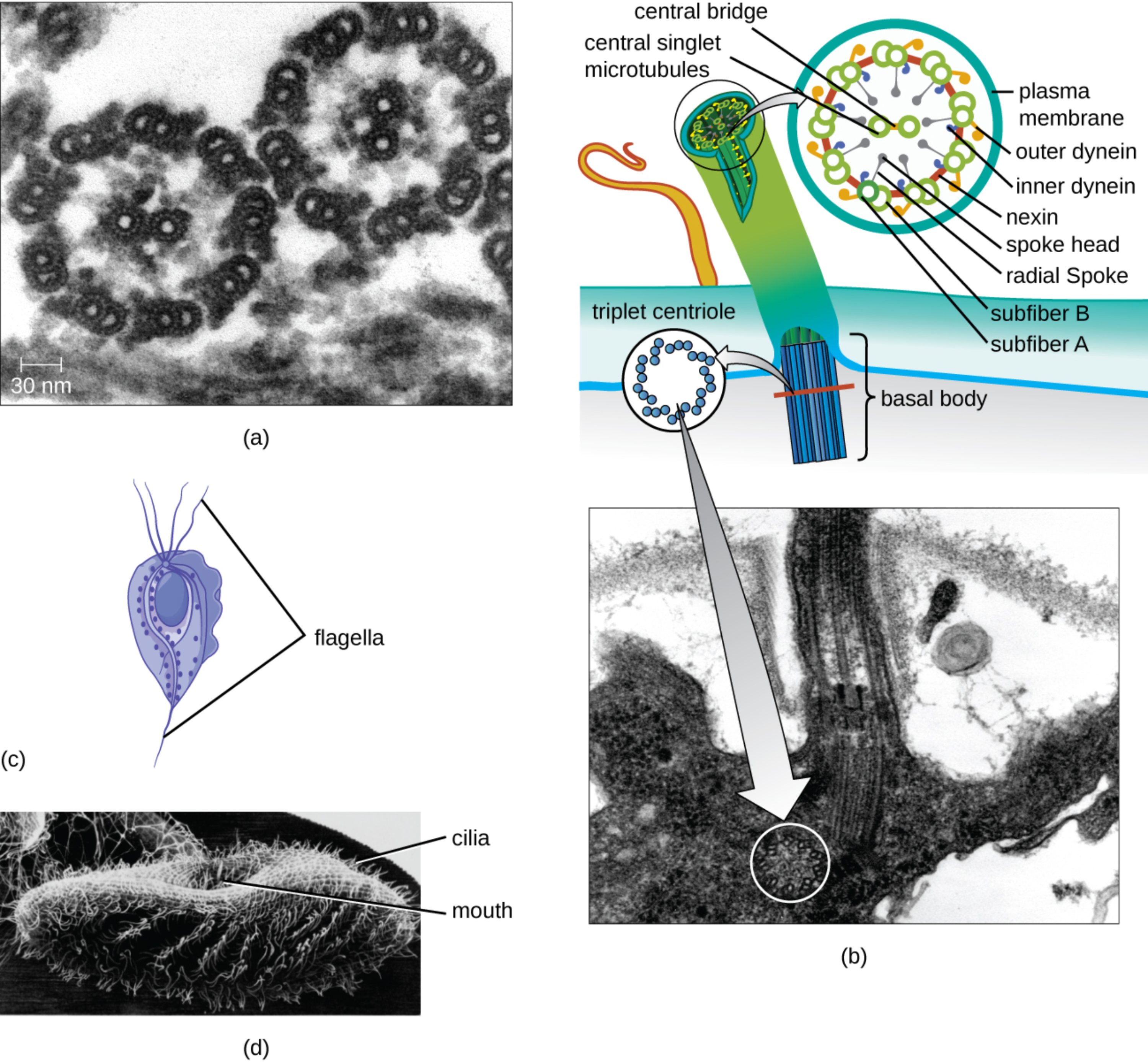 Understanding Cilia and Flagella: Structure, Function, and the Pathophysiology of Trichomoniasis