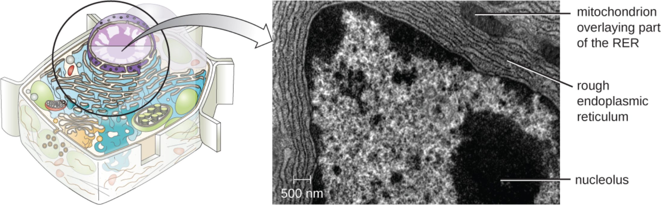 Understanding the Rough Endoplasmic Reticulum: Structure, Function, and Cellular Synergy