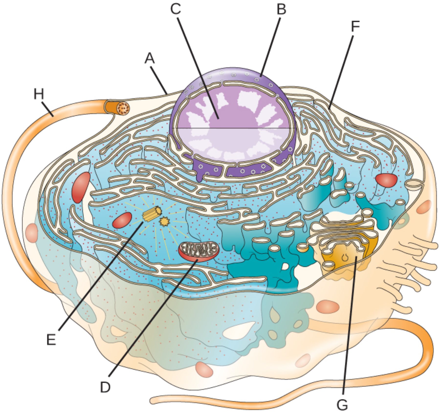 Eukaryotic Cell Anatomy: Understanding the Microscopic Machinery of Human Life