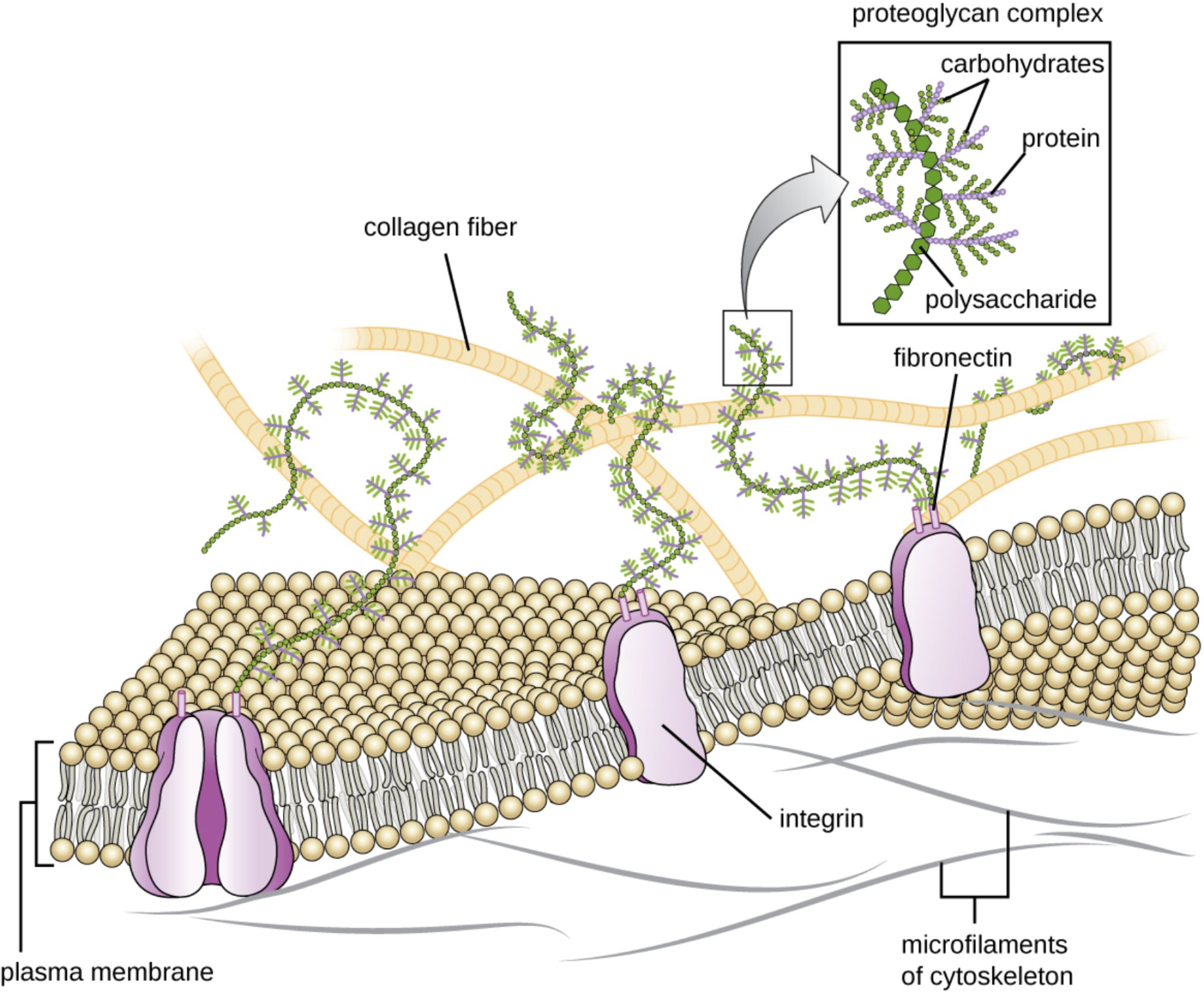 Exploring the Extracellular Matrix: The Structural Backbone of Human Tissue