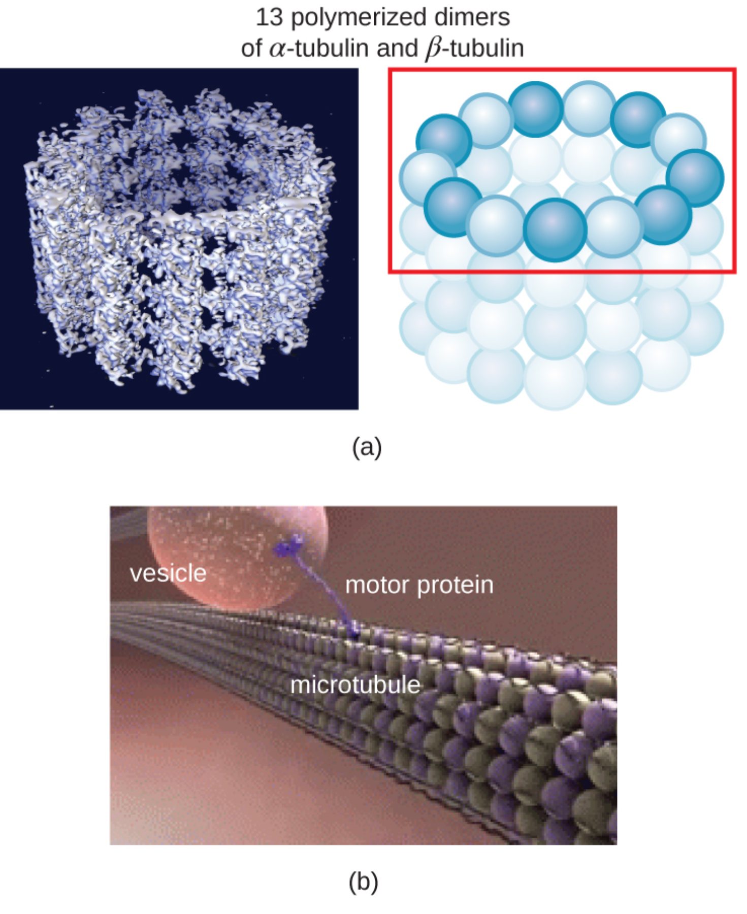 Understanding Microtubules: Structure, Function, and Role in Cellular Transport