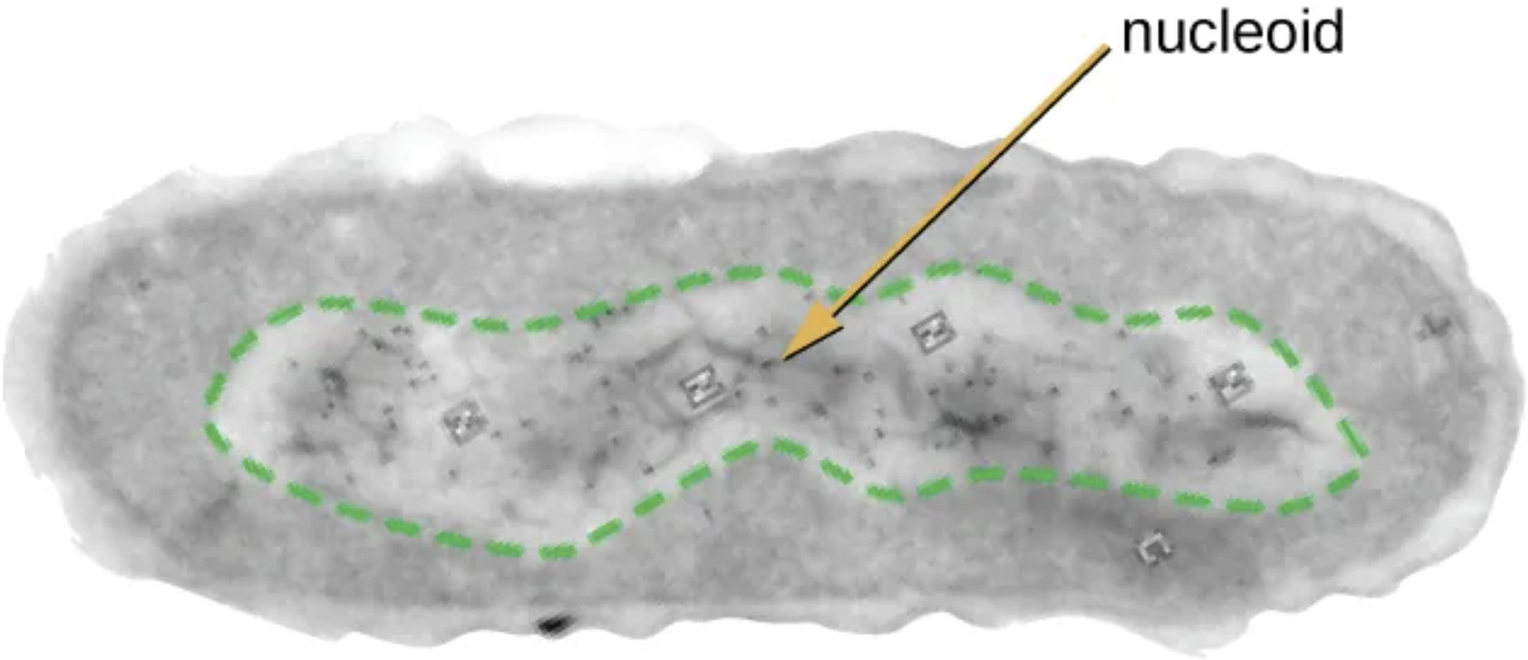 The Prokaryotic Nucleoid: Understanding DNA Organization in Bacterial Cells