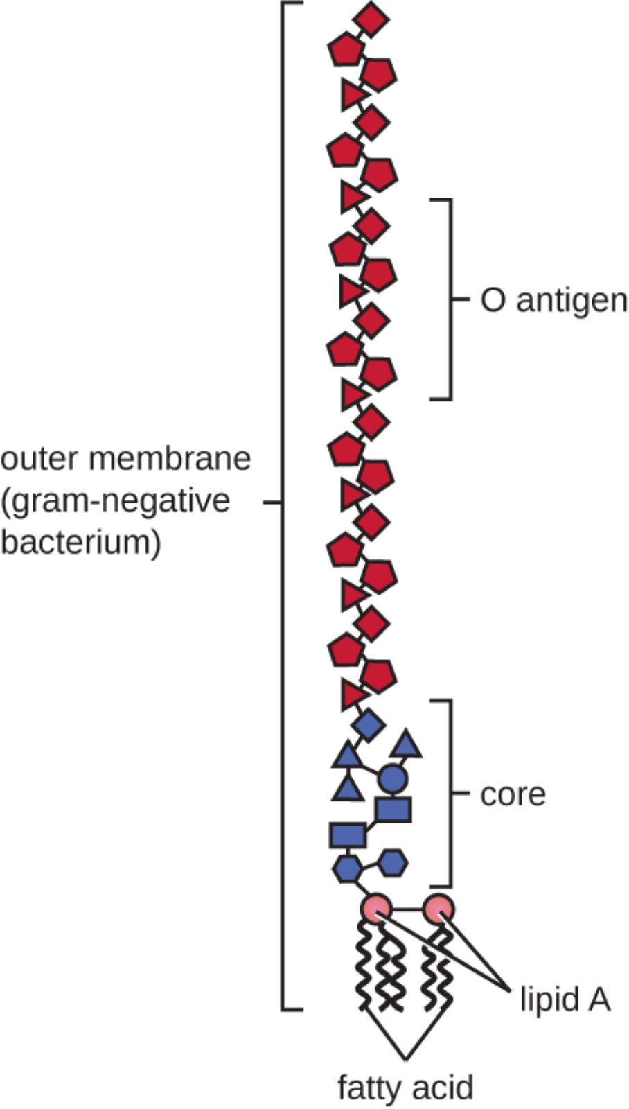The Anatomy of Lipopolysaccharide: Understanding the Gram-Negative Outer Membrane