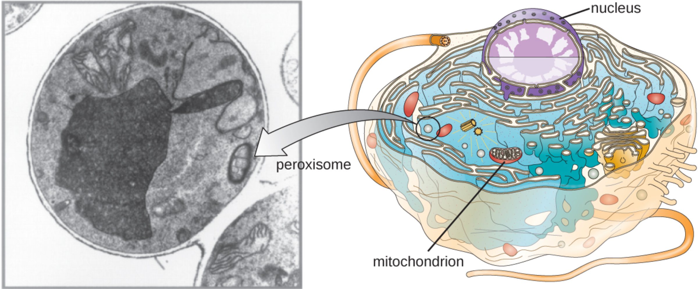 The Role of Peroxisomes in Cellular Metabolism and Lipid Biosynthesis