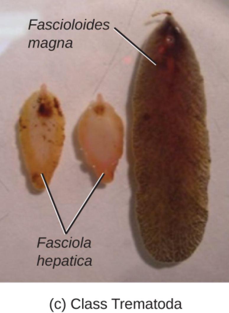 Class Trematoda: A Deep Dive into Fasciola hepatica and Fascioloides magna