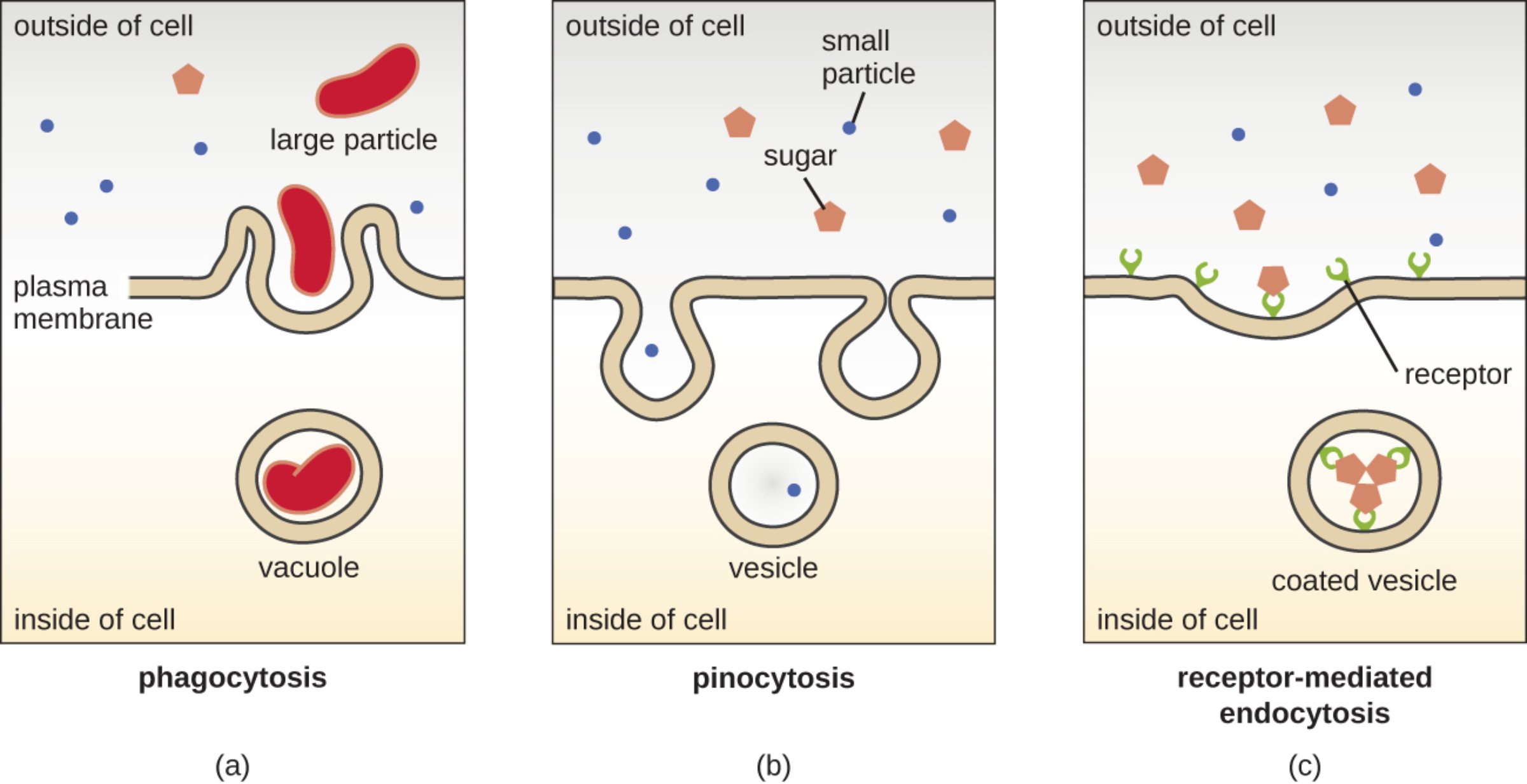 Comprehensive Guide to Endocytosis: Phagocytosis, Pinocytosis, and Targeted Cellular Uptake