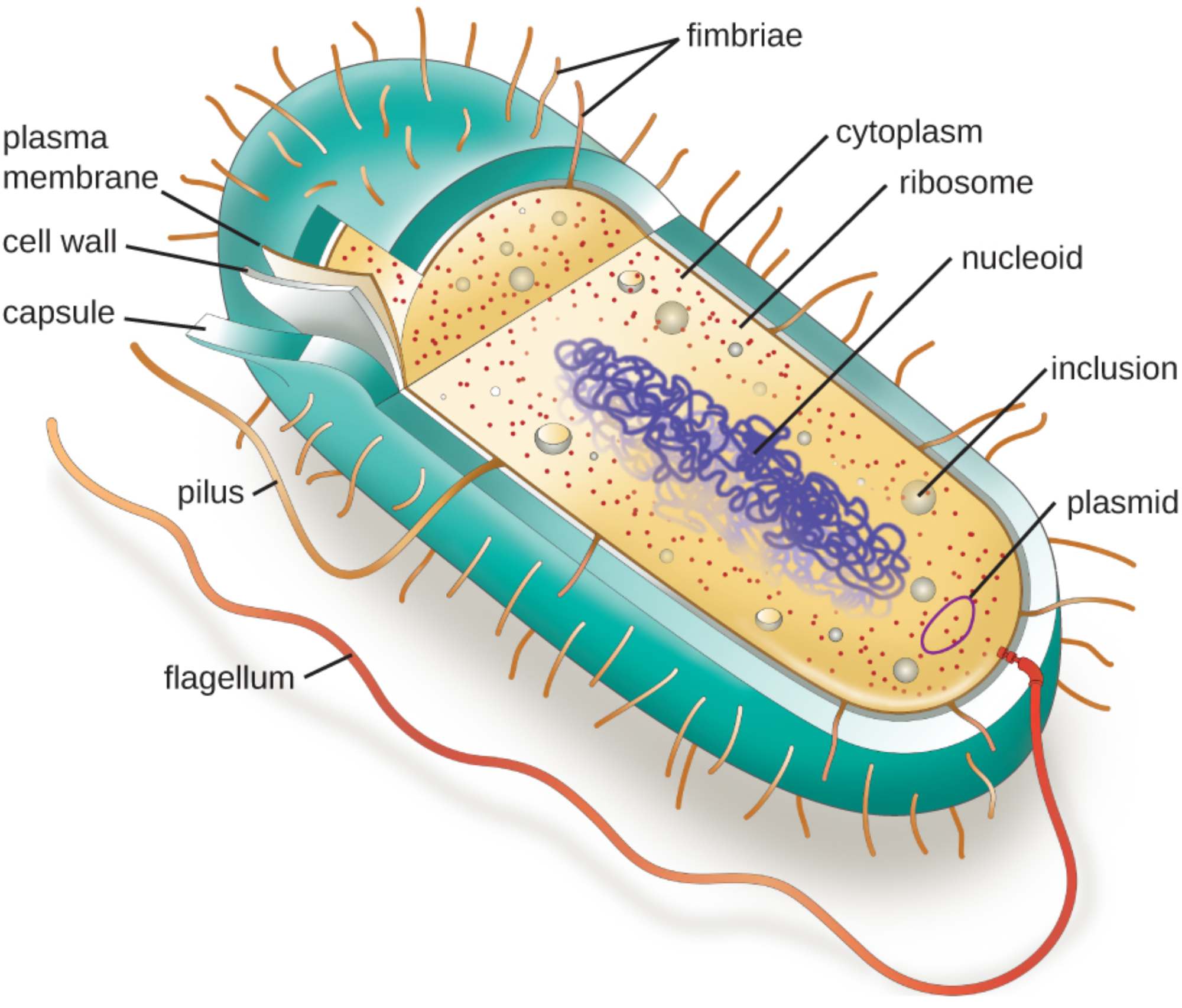 Understanding Prokaryotic Cell Anatomy: A Guide to Bacterial Structure and Function