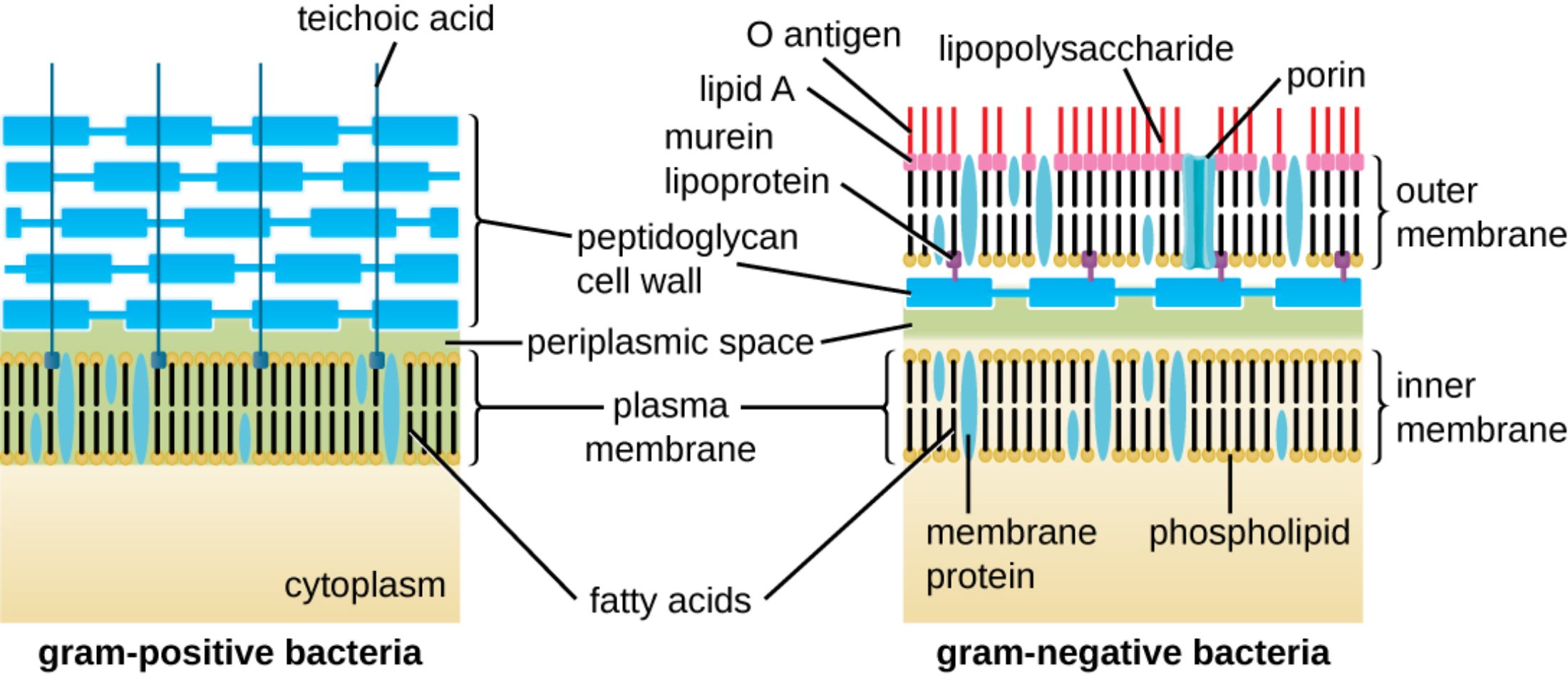 Bacterial Cell Wall Anatomy: A Comparison of Gram-Positive and Gram-Negative Structures