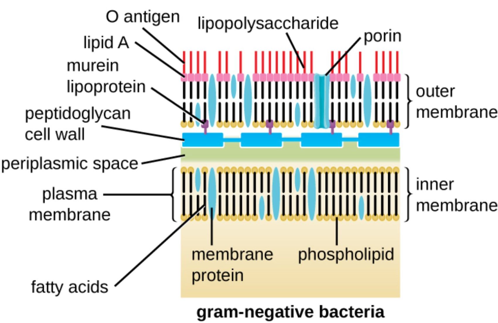 The Complex Anatomy of Gram-Negative Bacterial Cell Walls