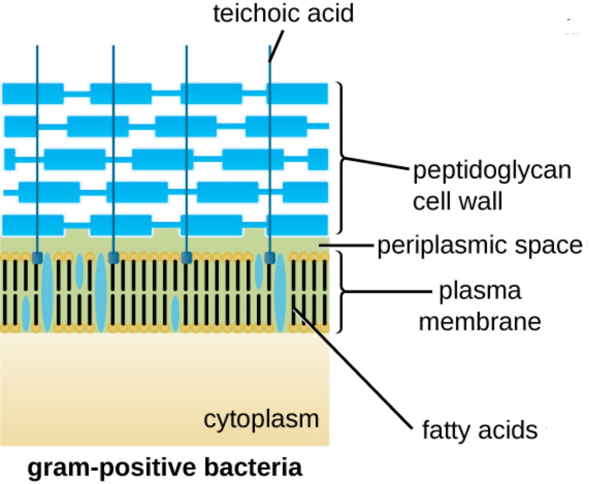 The Anatomical Architecture of Gram-Positive Bacterial Cell Walls