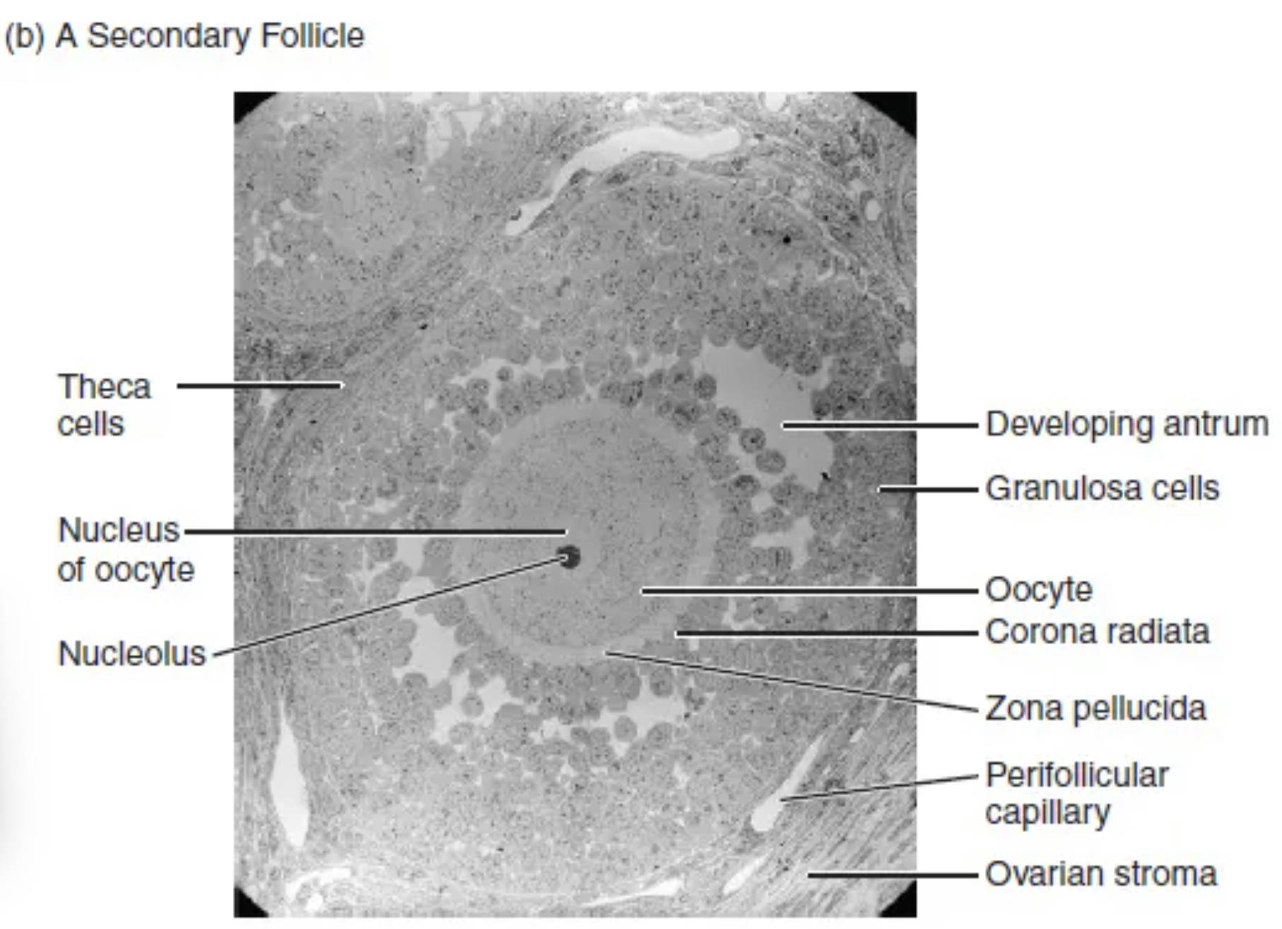 Understanding the Secondary Follicle: A Key Stage in Ovarian Development