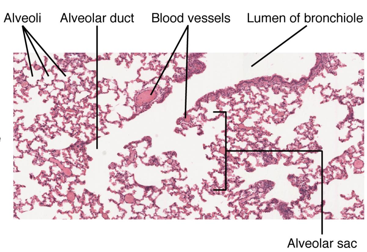 Insights into Alveolar Structures: Microscopic View of Lung Tissue