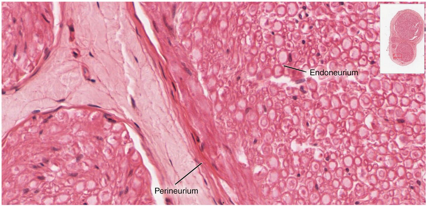 Close-Up of Nerve Trunk Under Microscope: Anatomy Revealed