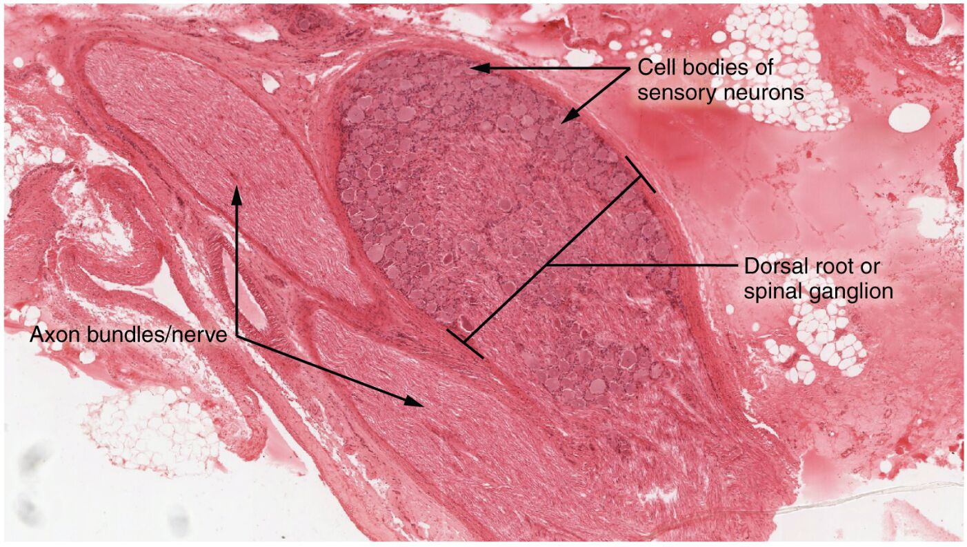 Dorsal Root Ganglion: Anatomy and Sensory Function
