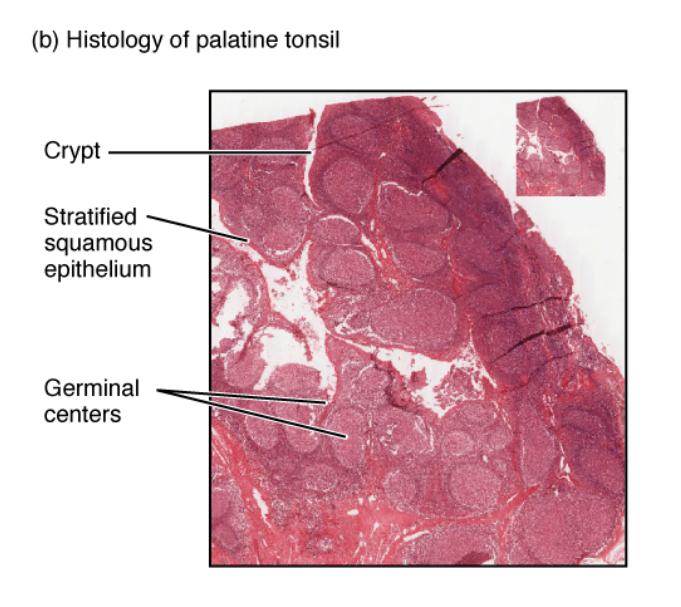 Histology of Palatine Tonsil: Microscopic Insights