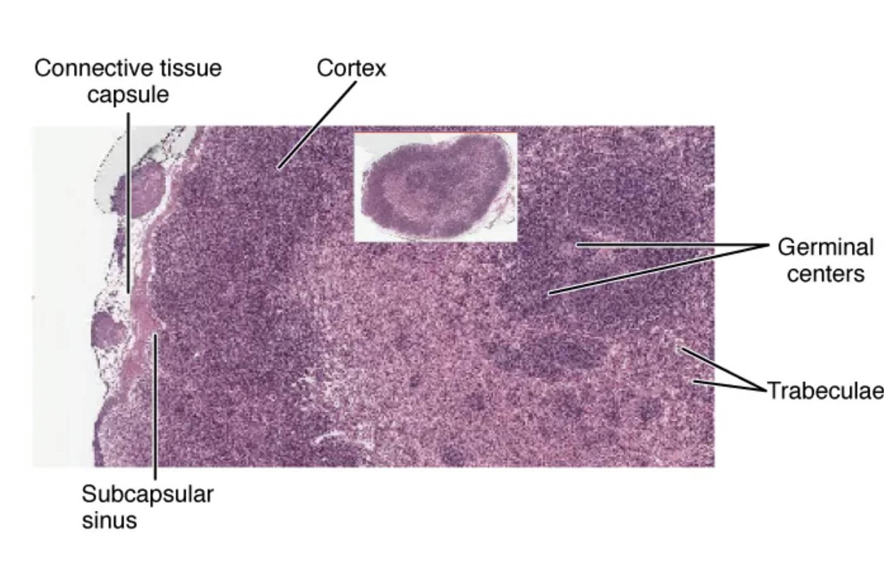 Lymph Node Histology: Exploring Microscopic Structure