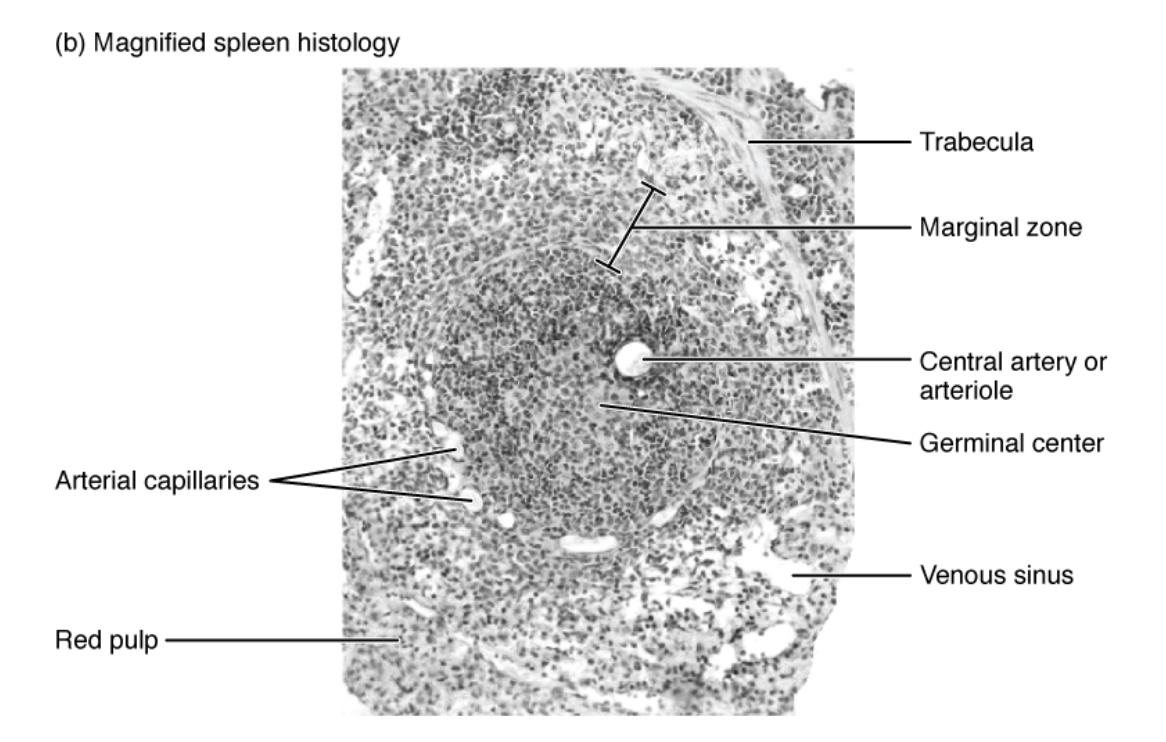 Magnified Spleen Histology: Understanding Spleen Microstructure
