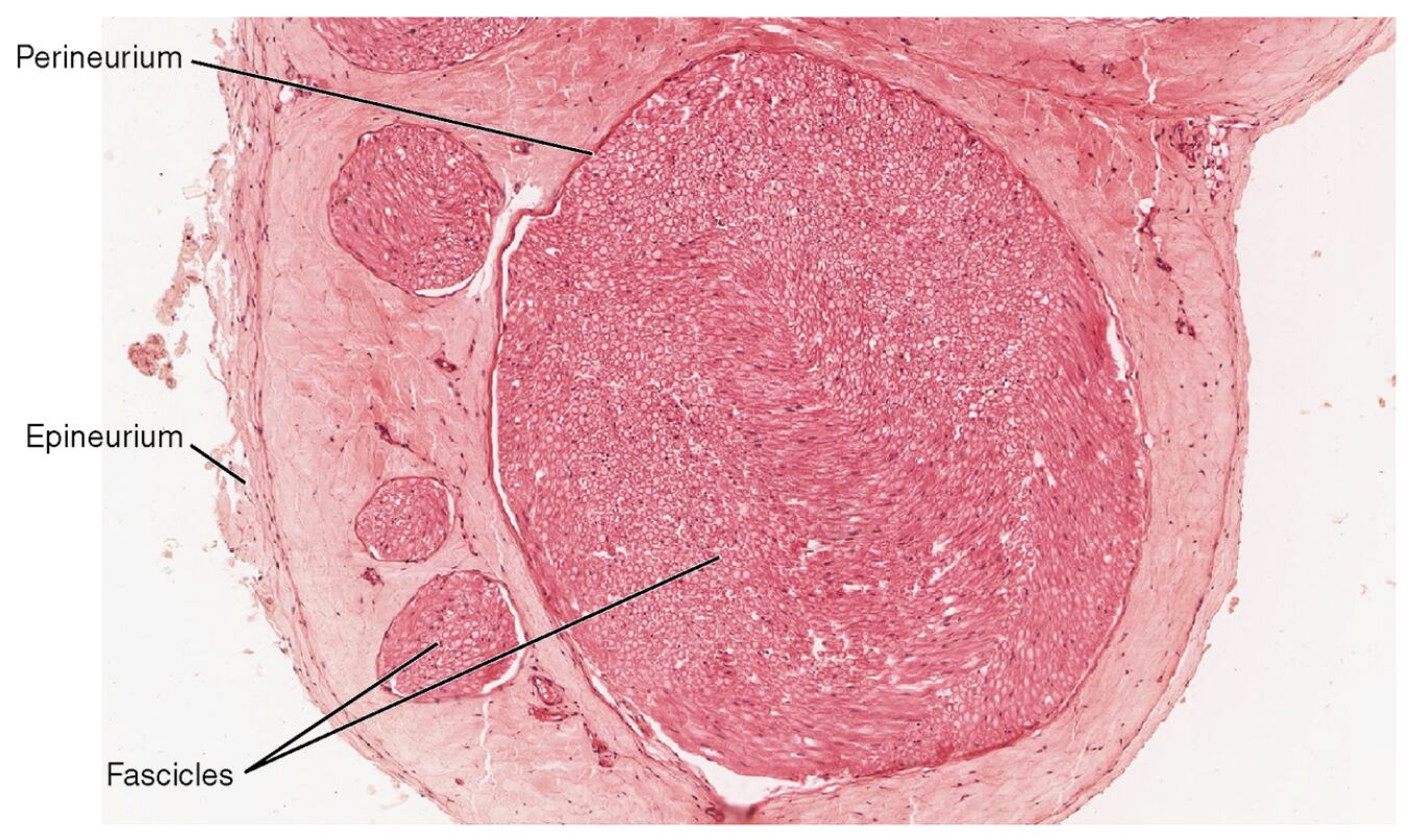 Nerve Structure Microscopic View with Labels: Anatomy Unveiled