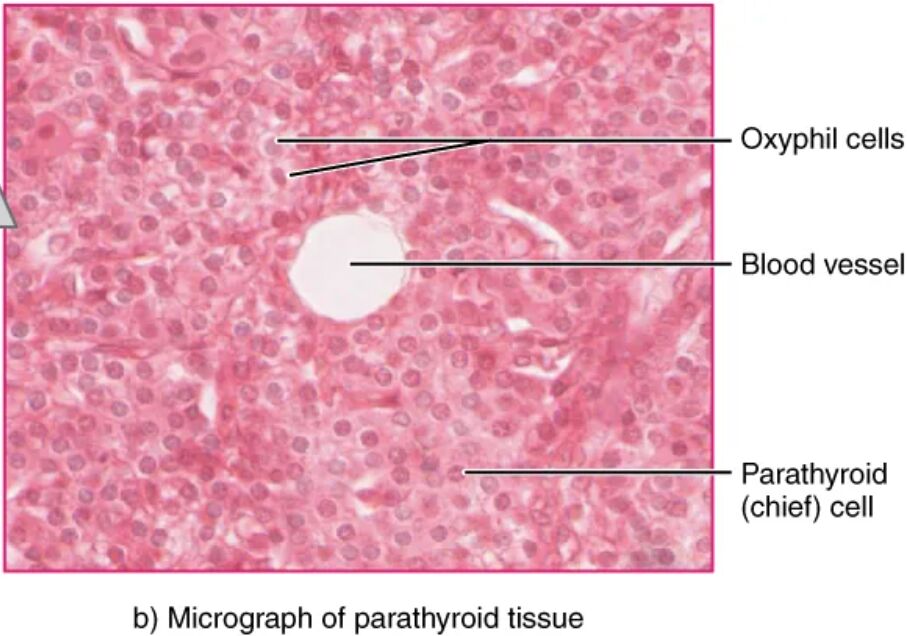 Parathyroid Glands: Microscopic Anatomy and Insights