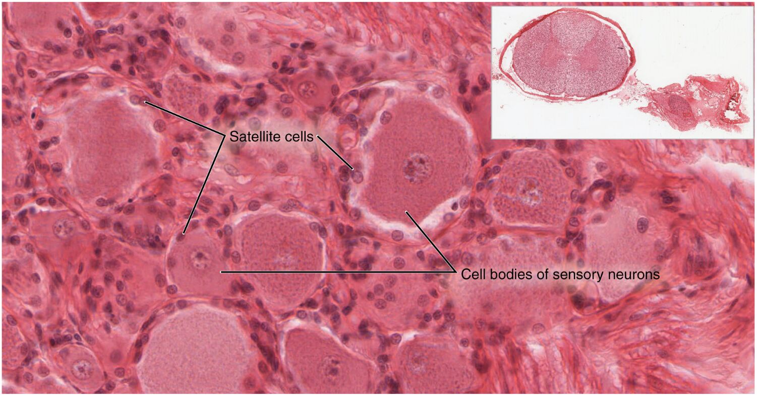 Spinal Cord and Root Ganglion: Anatomy and Insights
