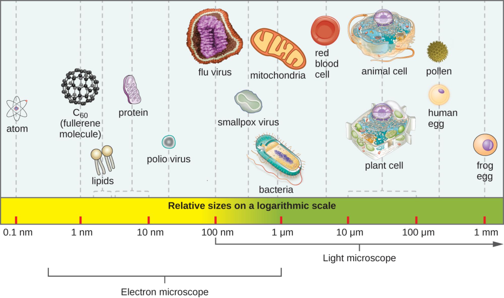 The Microscopic Scale: A Visual Guide to the Relative Sizes of Biological Structures